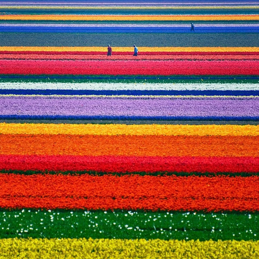 Καλλιέργεια Τουλίπας, Ολλανδία
