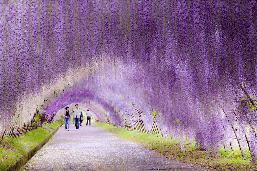 Wisteria Flower Tunnel, Ιαπωνία